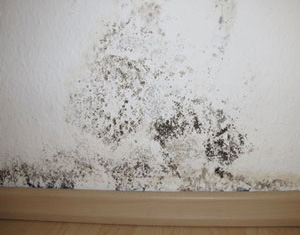 Mold growing on wall