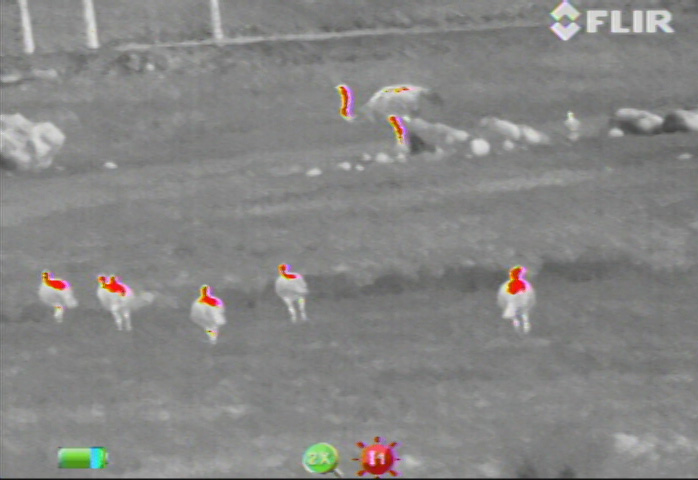 Thermal Image of Turkey-Ostrich