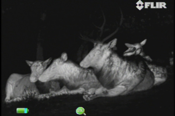 Thermal Image of Elk